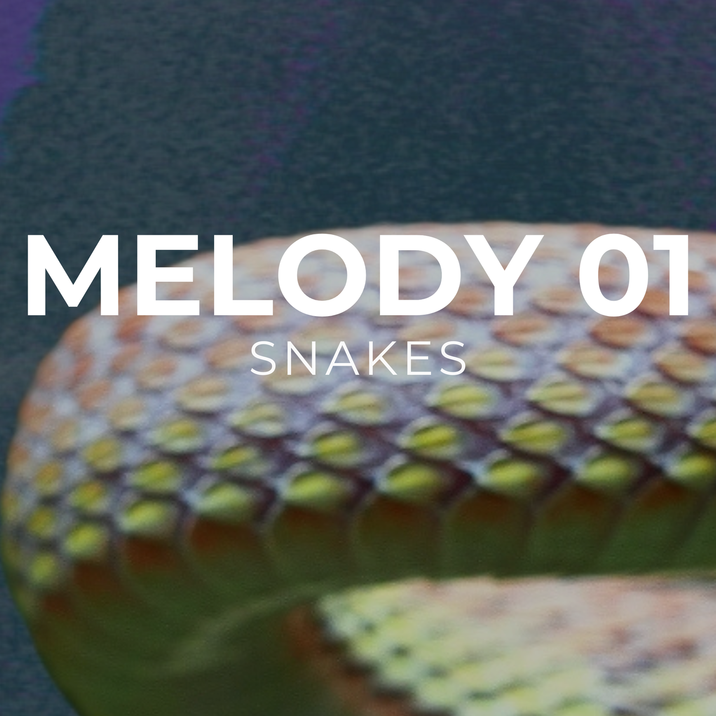 SNAKES - Melody 01